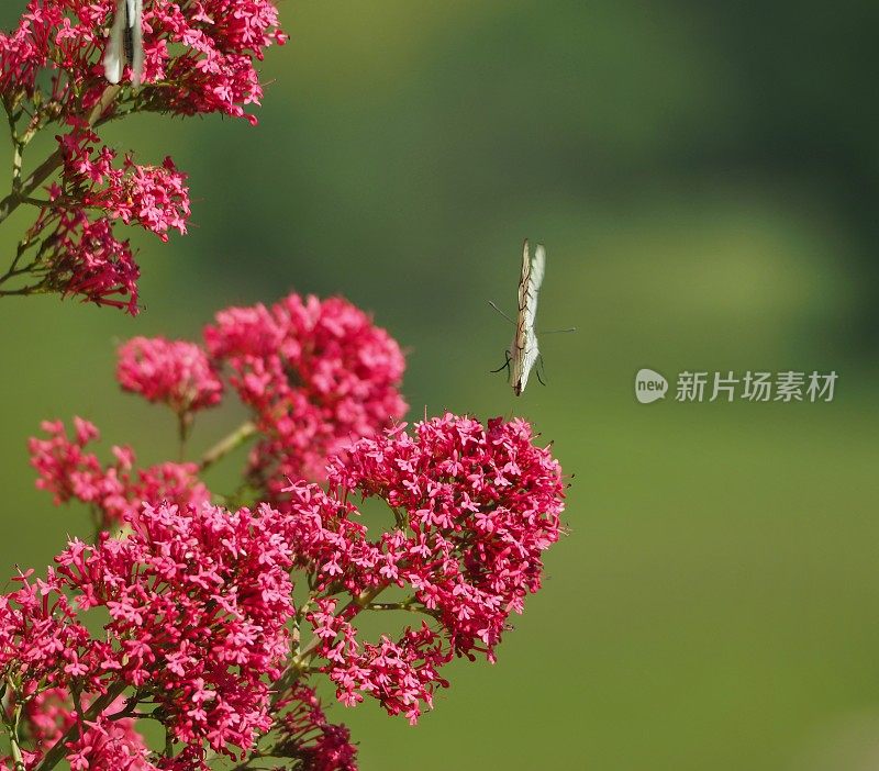黑脉白(Aporia crataegi)飞在红缬草(Centranthus ruber)上